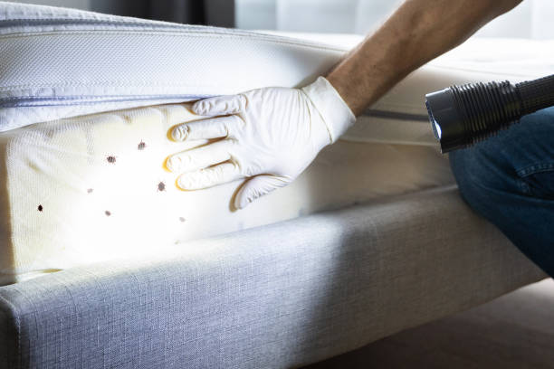 Flea Control Services in Rock Hill, SC