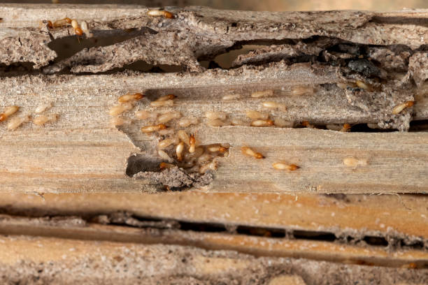 Best Rat Extermination Near Me  in Rock Hill, SC